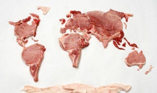 animal protein