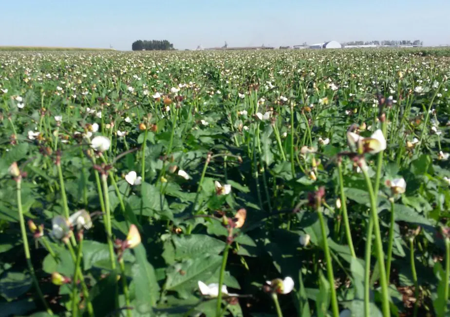 bean crop