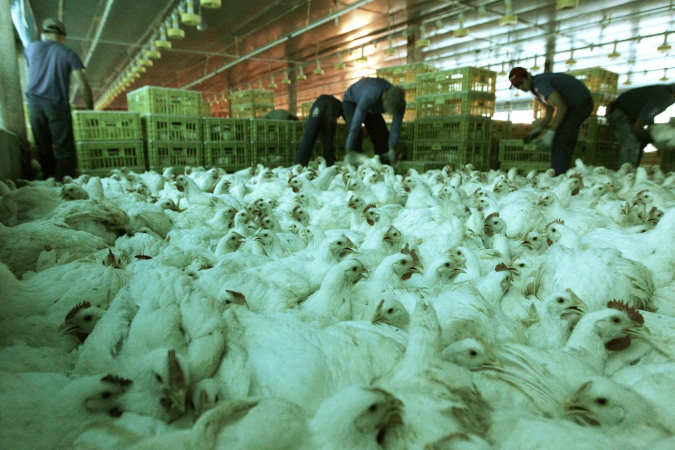 São Paulo declares state of emergency as bird flu cases rise; poultry industry on high alert