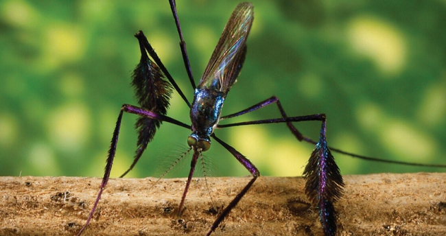 febre-amarela-sao-paulo