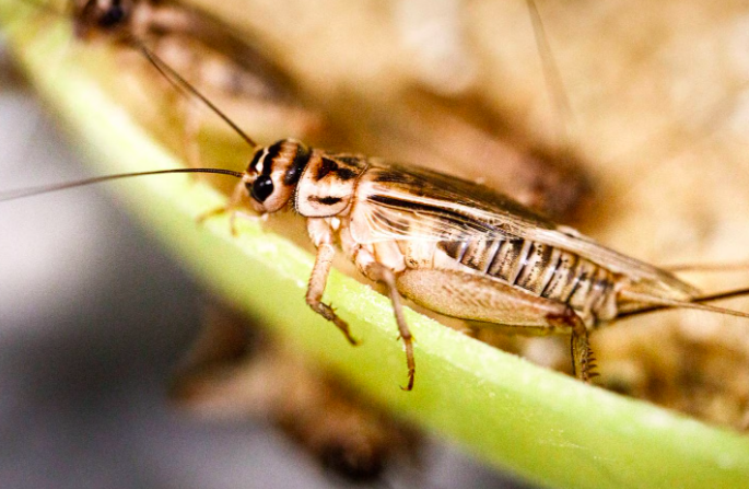 , Cultivation of edible insects in Costa Rica