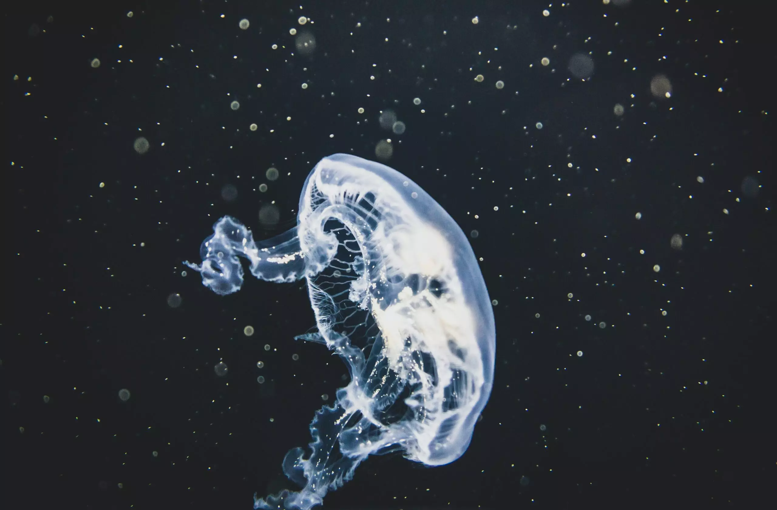 Baptist University, 24-eyed poisonous jellyfish discovered in China