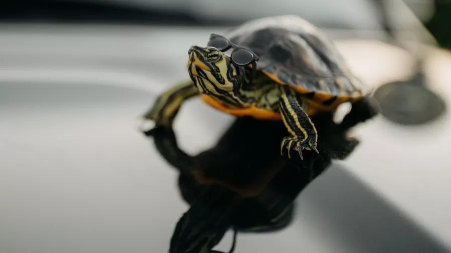 turtle