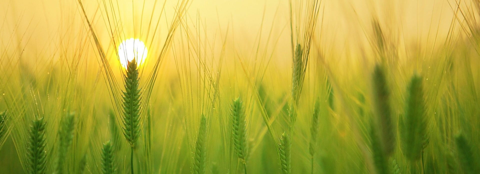Agriculture 3