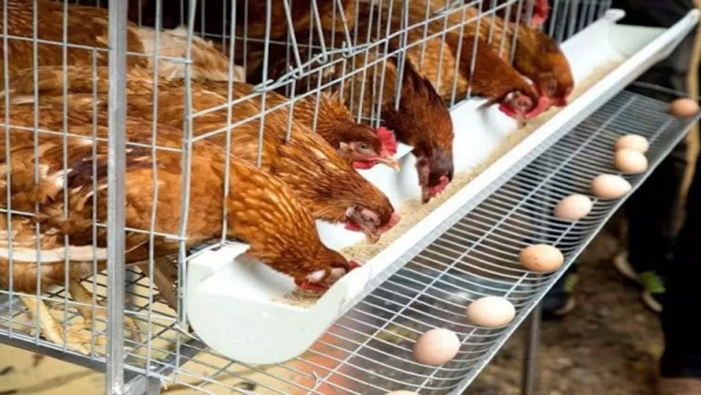 Egg_production_1600x900-1024x576-1