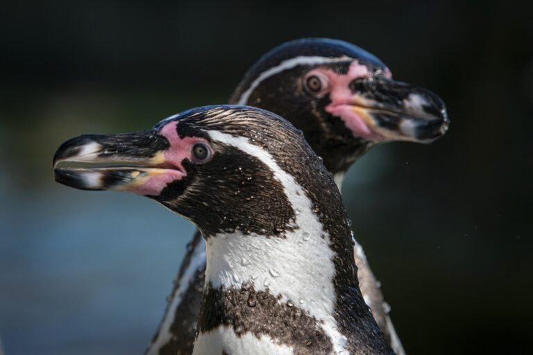 Bird flu decimates 10% of Humboldt penguin population in Chile
