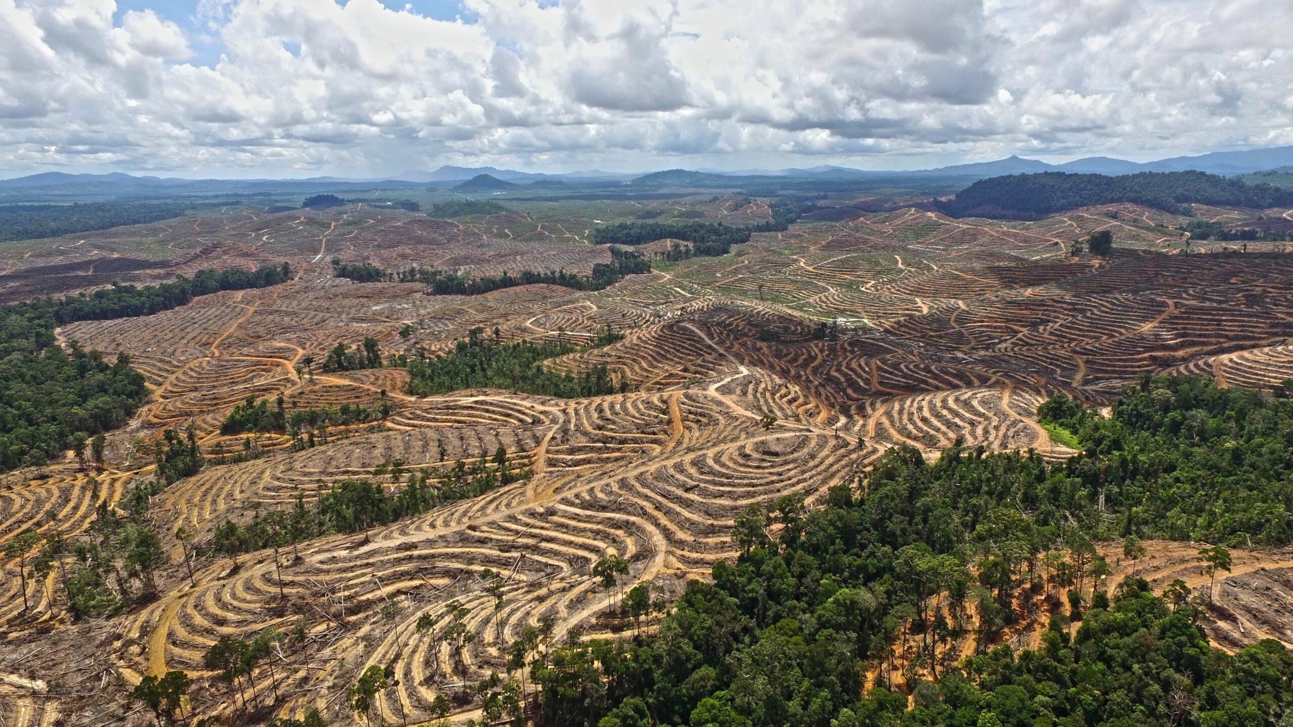 Indenesia deforesation