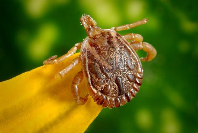 Spotted fever