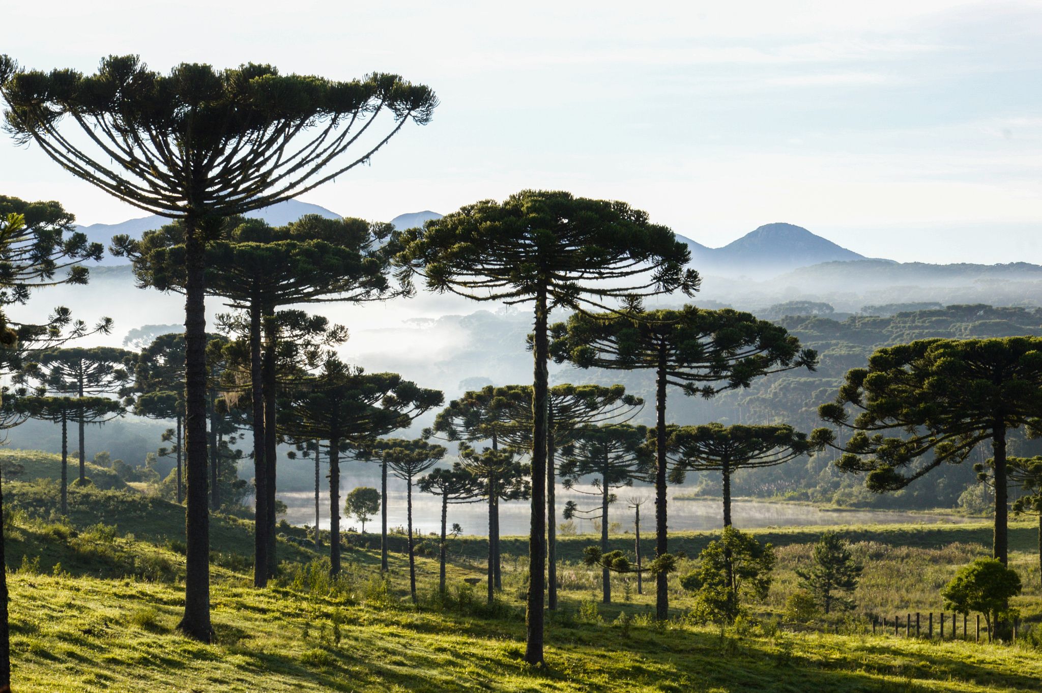 Araucaria trees, the symbol of Paraná. (Photo Internet reproduction)