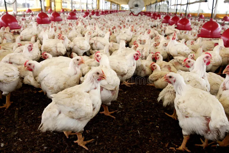 chicken