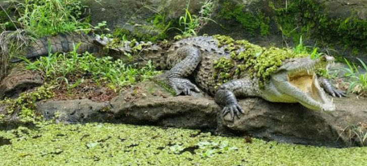 The pointed crocodile, an American member of the skipjack crocodile family, has lived at Reptilandia Park in Puntarenas, Costa Rica for 18 years and was isolated when it was 2 years old (photos: reptilandia).