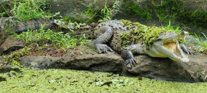 kroko