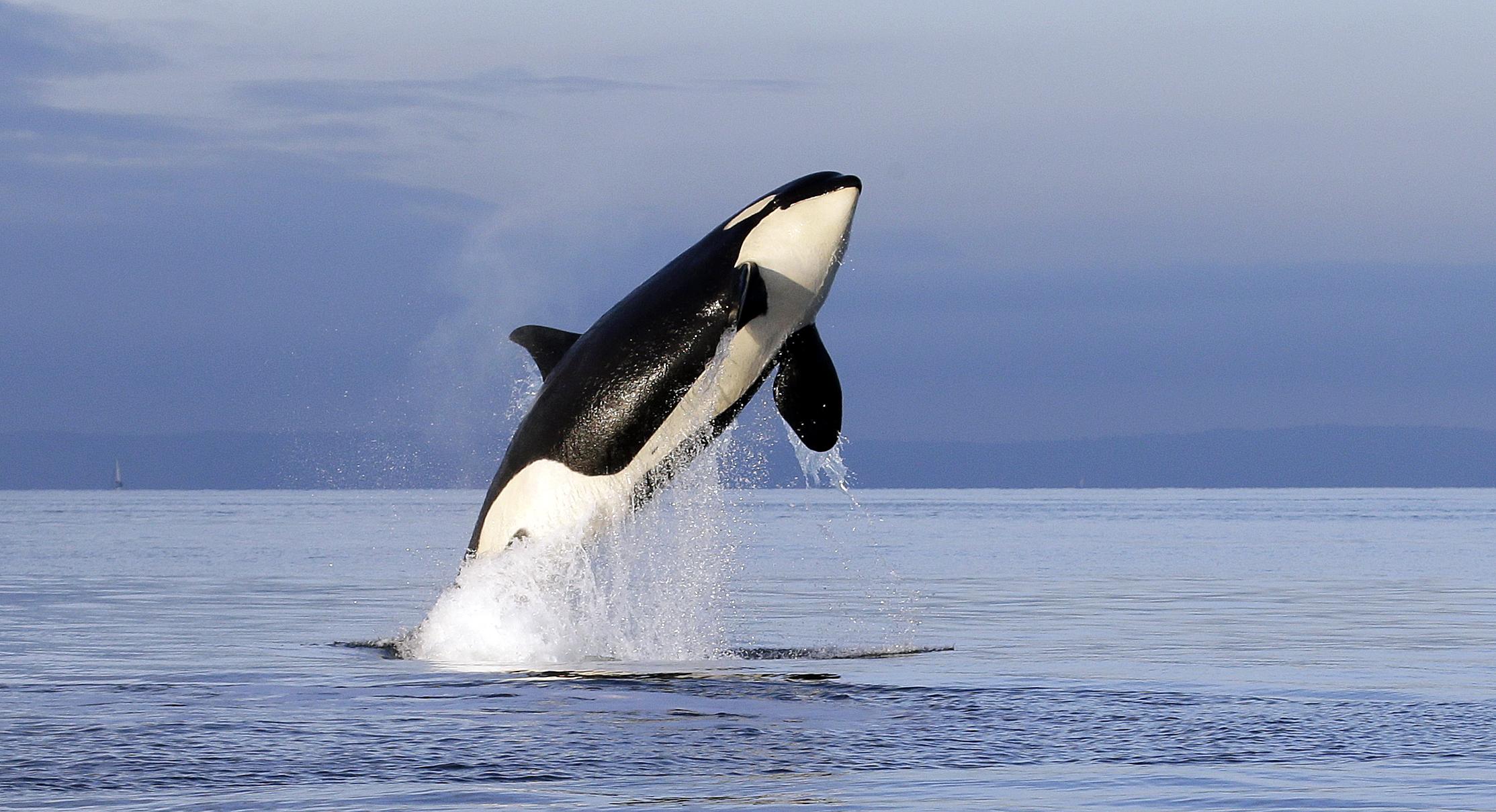 Pranks or predation? Exploring the reasons behind Orcas' interactions with boats. (Photo Internet reproduction)