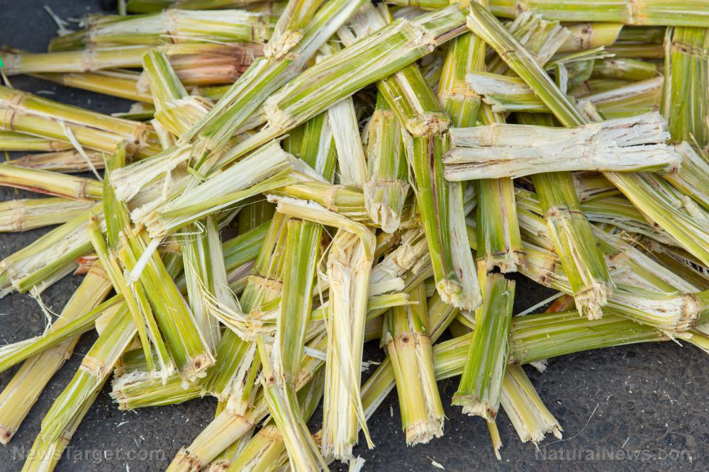sugarcane biomass