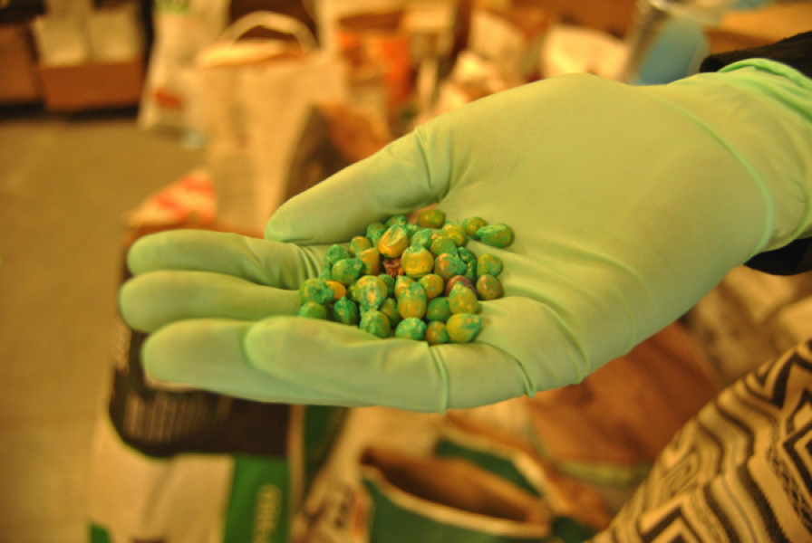 transgenic-seeds-copy-copy