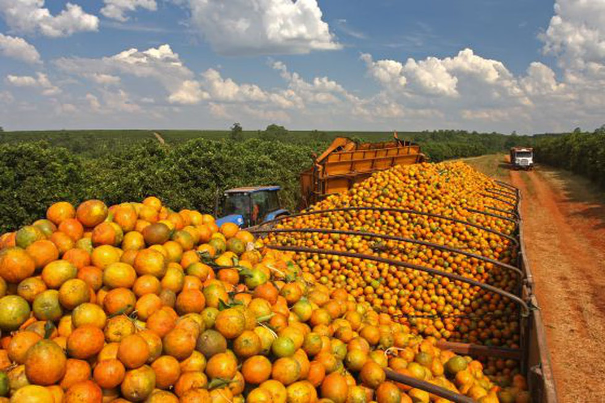 Orange plantation in São Paulo state. (Photo Internet reproduction)