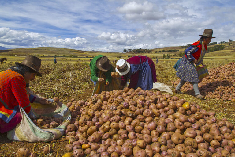 Projections show Peruvian agricultural export growth potential to surpass Chile by 2027