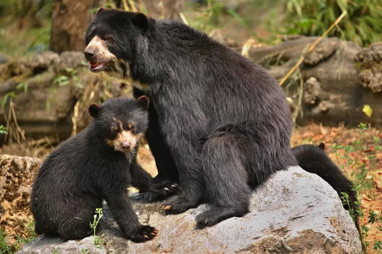 Spectacled bear. (Photo Internet reproduction)