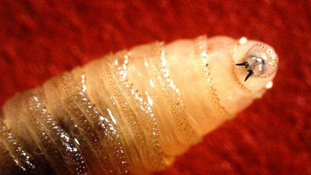 Cattle screwworms. (Photo Internet reproduction)