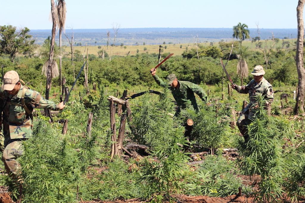 Paraguayan anti-drug agents destroy 11.4 tons of marijuana in nature reserve. (Photo Internet reproduction)