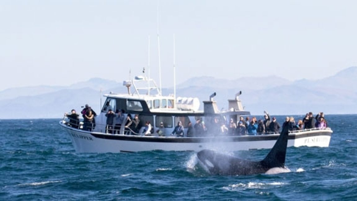 Portugal bans tourist boats from approaching groups of killer whales to prevent attacks. (Photo Internet reproduction)