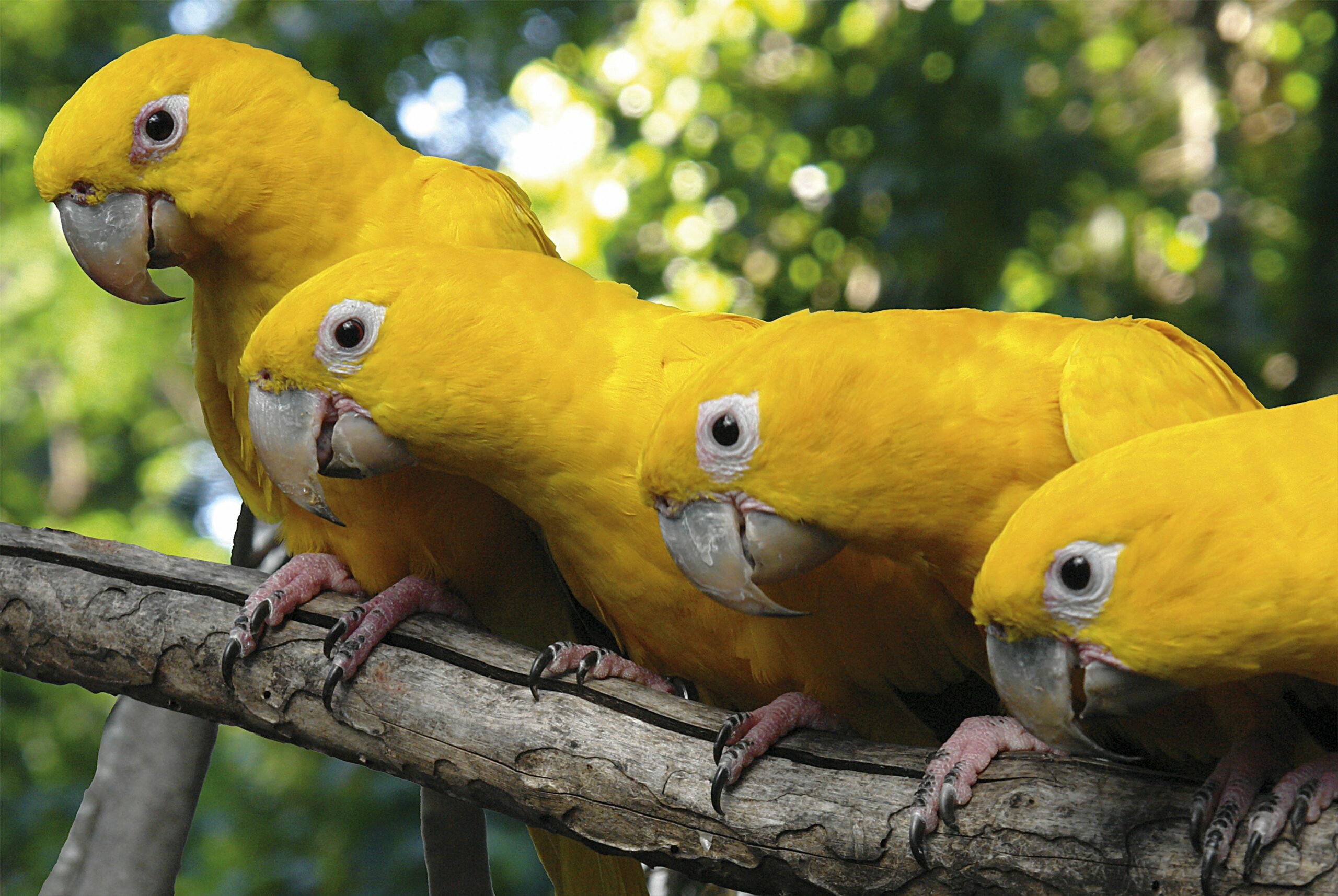 wild birds
