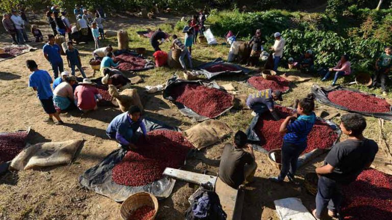 El Niño led to major losses for coffee farmers in El Salvador