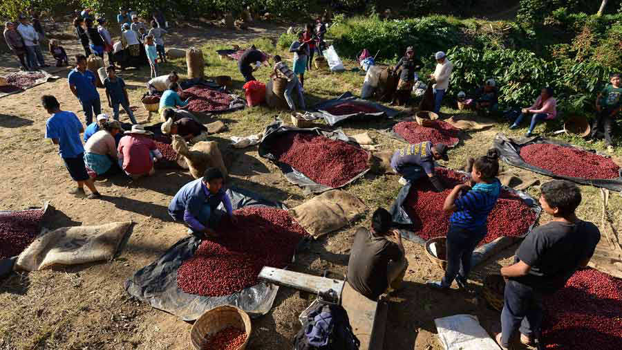 Cafe el salvador