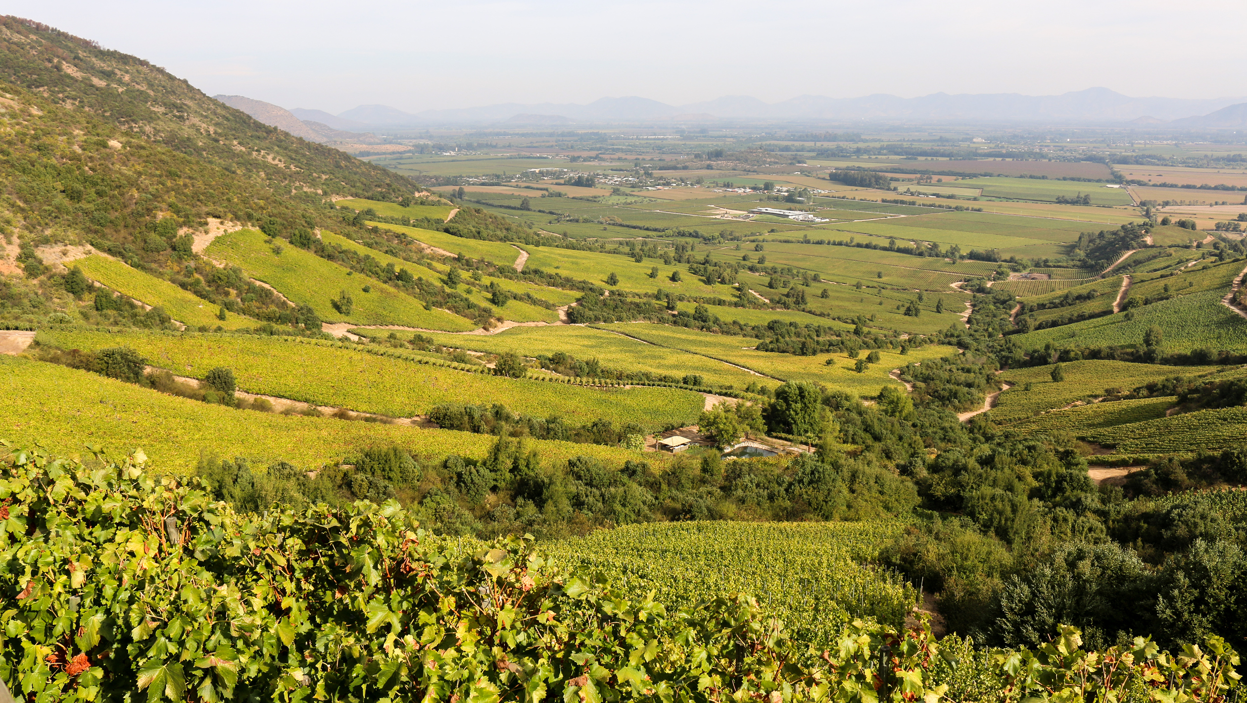 Chile wine