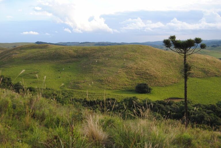 Brazil plans US$120 billion investment to revitalize 40 million hectares of grasslands