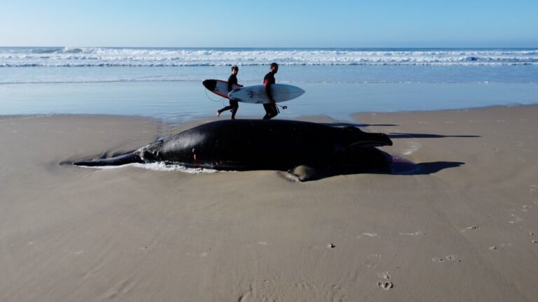Death of endangered whale foal sparks debate over boat tours in Brazil’s Santa Catarina state
