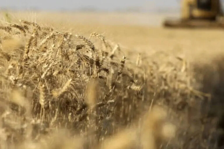 Decline in wheat prices both in Brazil and internationally