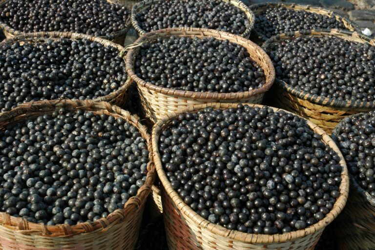 The dark side of the Açaí boom – social inequality and crime exposed