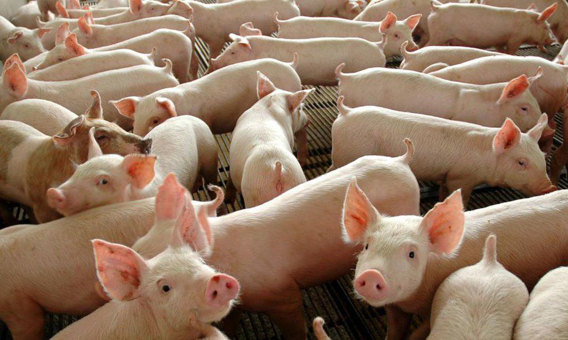Brazil's pork production estimated at 6.5 million tons by 2033. (Photo Internet reproduction)