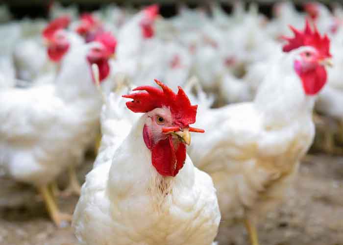 Brazil produces 15% of the chicken meat consumed on the planet