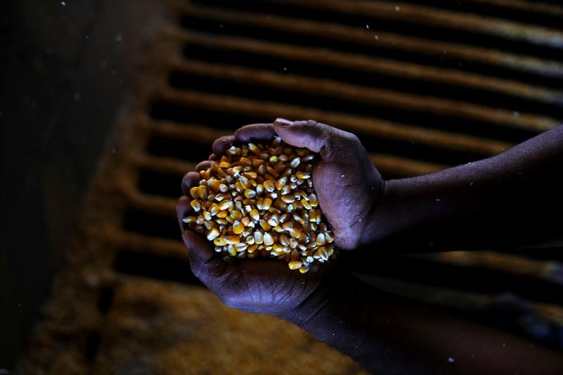 Brazil's corn trumps its gold in the profit race. (Photo Internet reproduction)