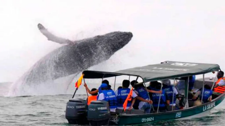 Eighteen whale-watching tourists rescued from Colombian Pacific waters
