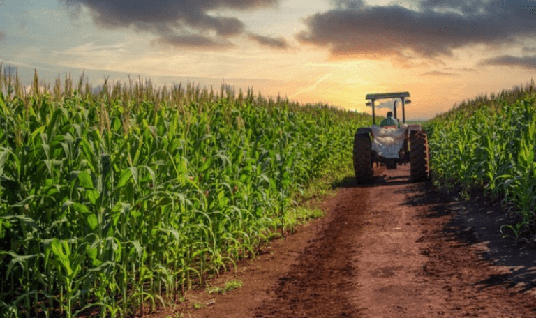 Brazil’s agricultural boom: BrasilAgro growth to 320,000 hectares