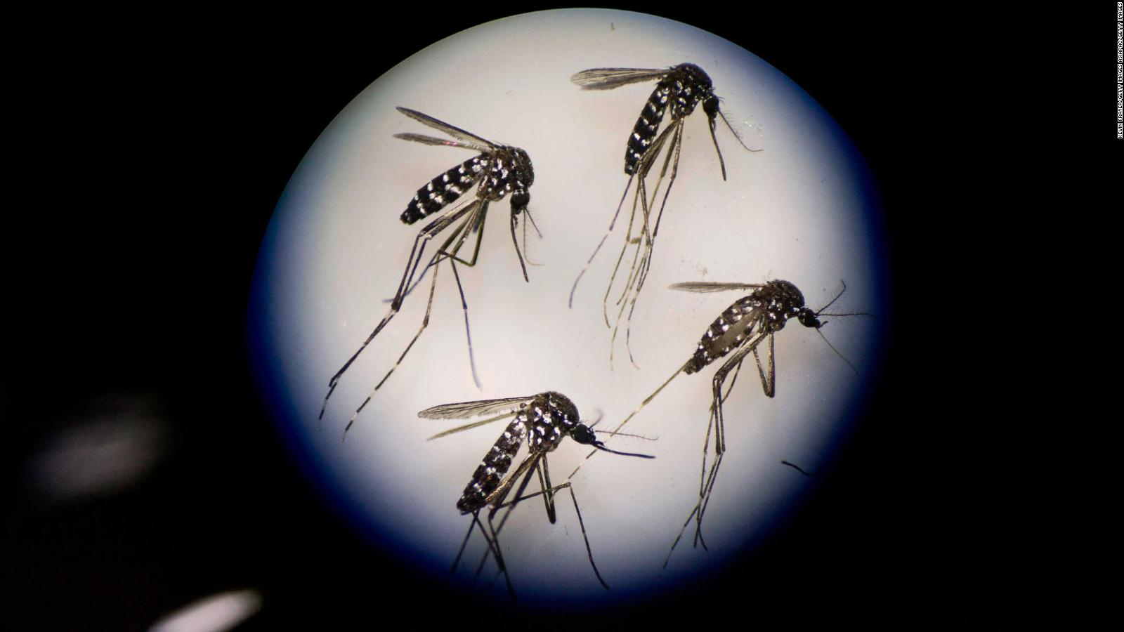 Insecticide-resistant mosquitoes identified in Argentina amid dengue outbreak. (Photo Internet reproduction)