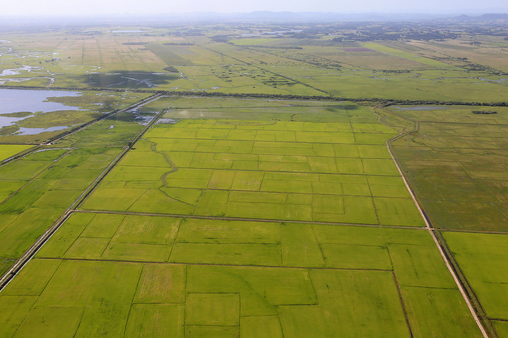 Rice field in Rio Grande do Sul state, Brazil. (Photo Internet reproduction)