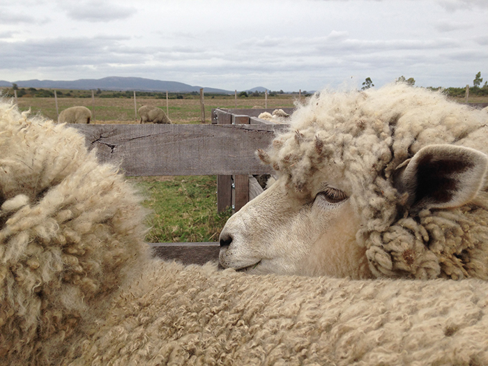 Uruguay’s wool dilemma: coping with global demand decline and 40 million kilograms of inventory