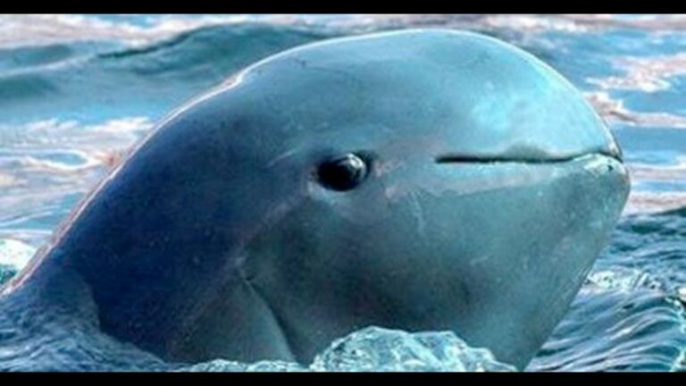 Extinction warning for the Mexican vaquita porpoise