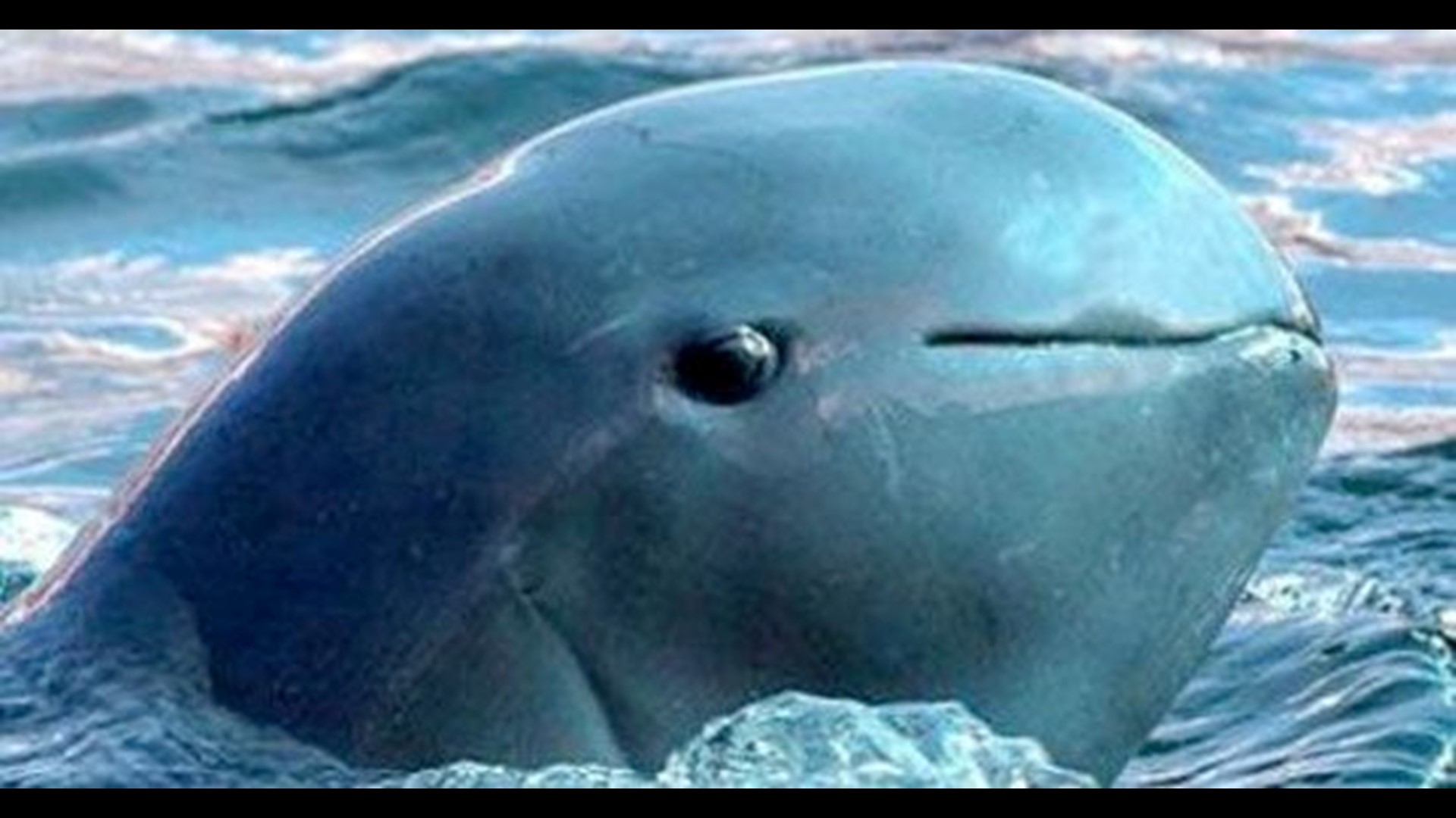 vaquita porpoise