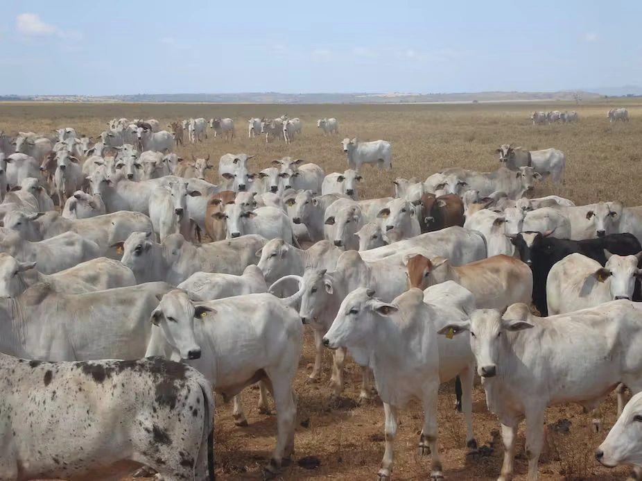Brazil Gains Access to New Livestock Markets in Eurasia. (Photo Internet reproduction)