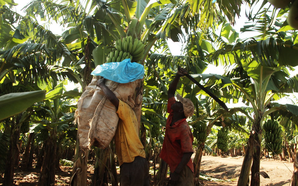 Fewer Mozambique Families Face Severe Hunger (Photo Internet reproduction)