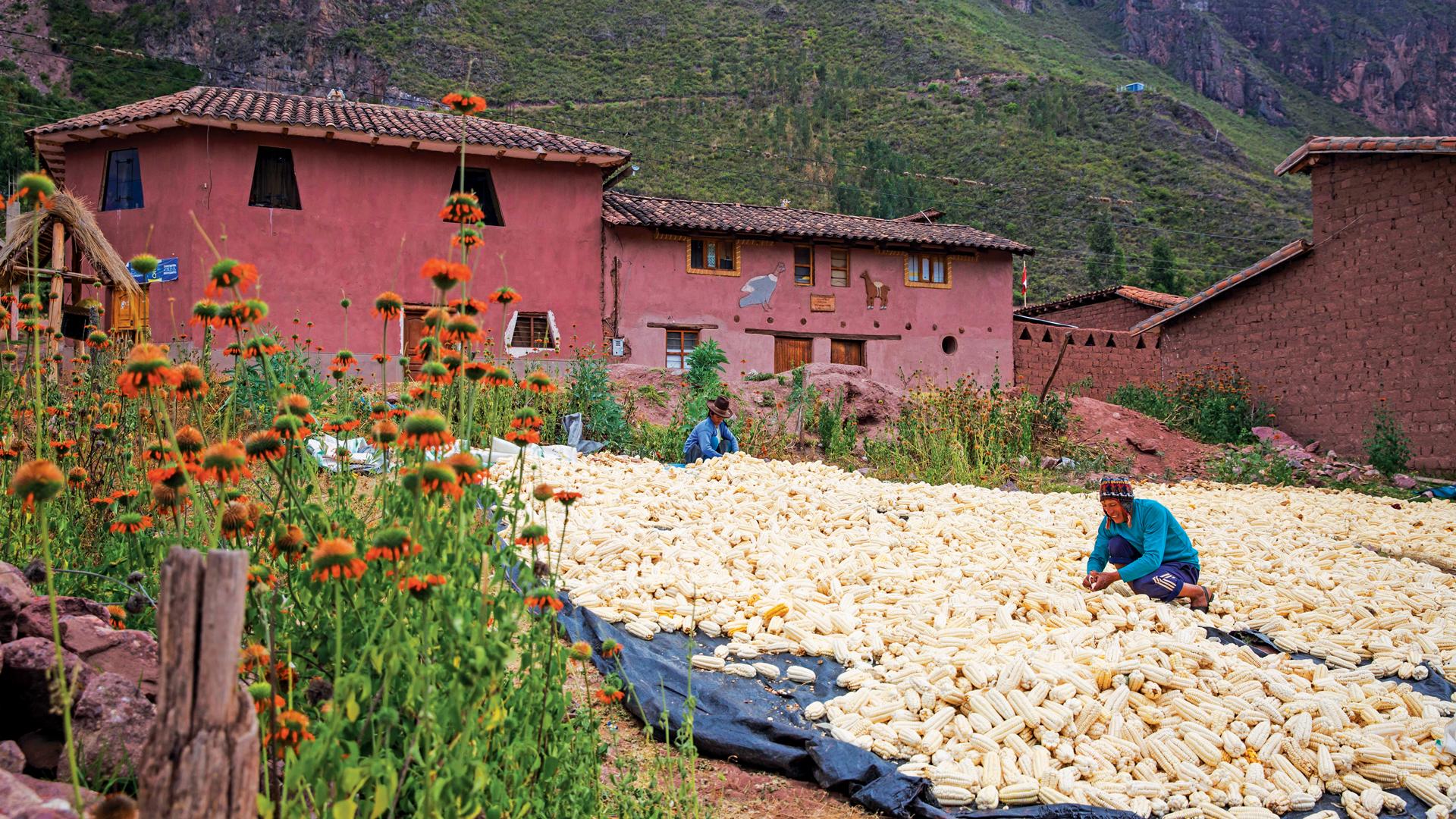 Peru's Farm Exports Hit $4.8B by July 2023. (Photo Internet reproduction)
