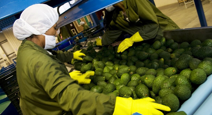 Peru's Farm Exports Hit US$4.3B in July 2023. (Photo Internet reproduction)