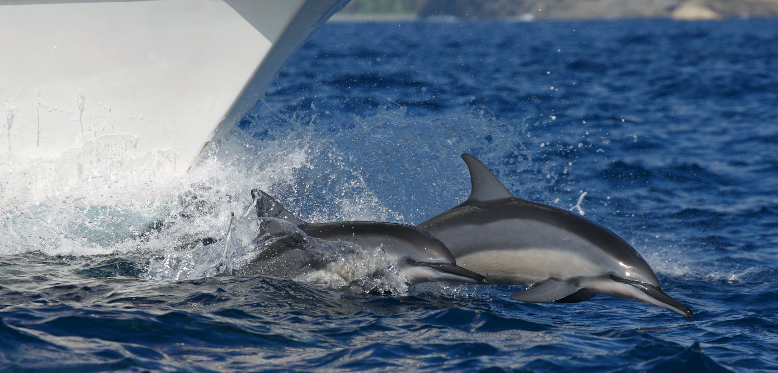 AI Tech Shields Whales and Dolphins from Ships. (Photo Internet reproduction)