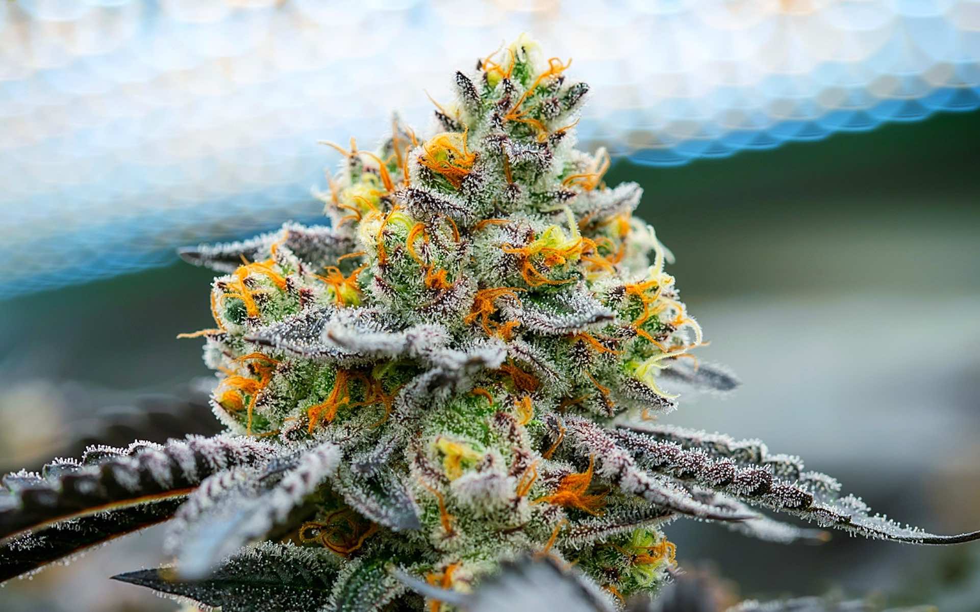 Most Brazilians Say No to Recreational Cannabis. (Photo Internet reproduction)