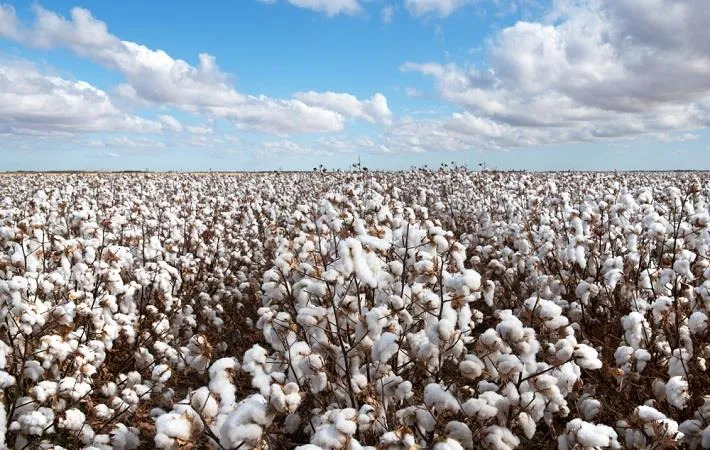 Brazil Nears Top Spot in Global Cotton Trade. (Photo Internet reproduction)
